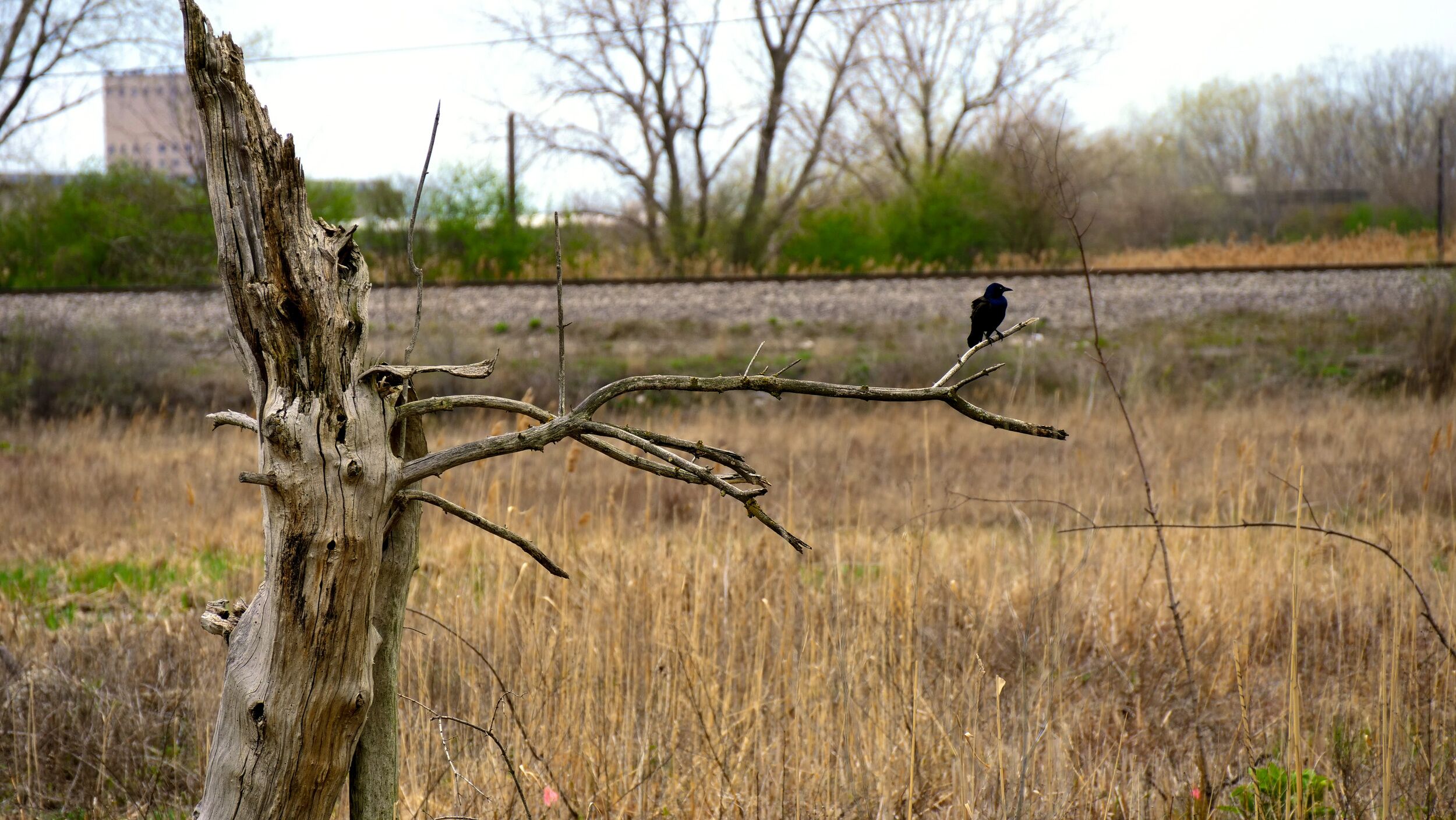 bird