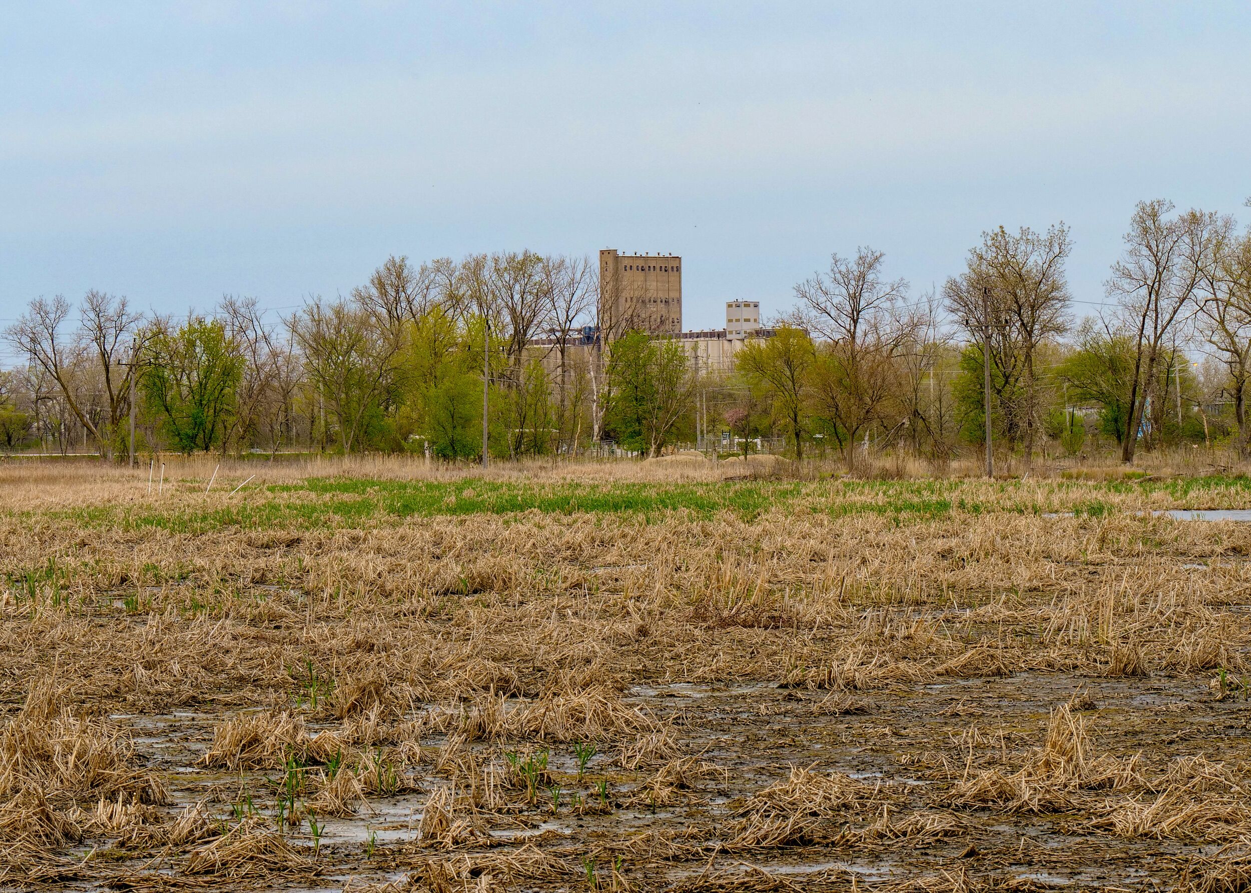 marsh