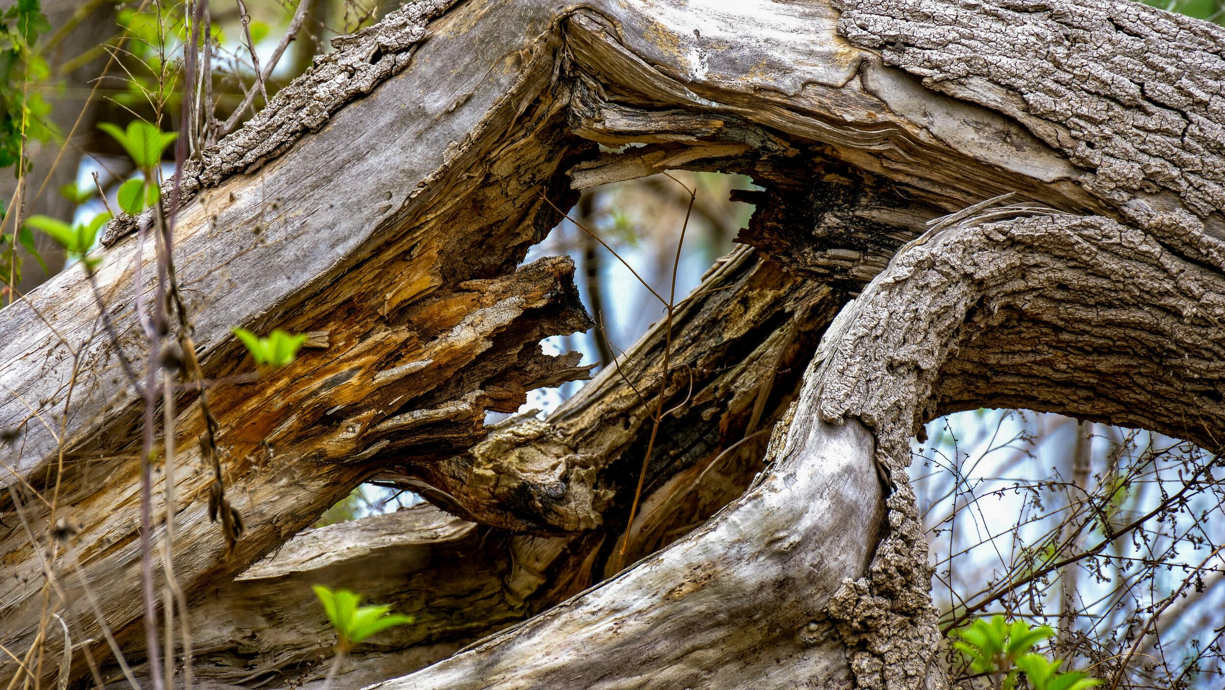 wood
